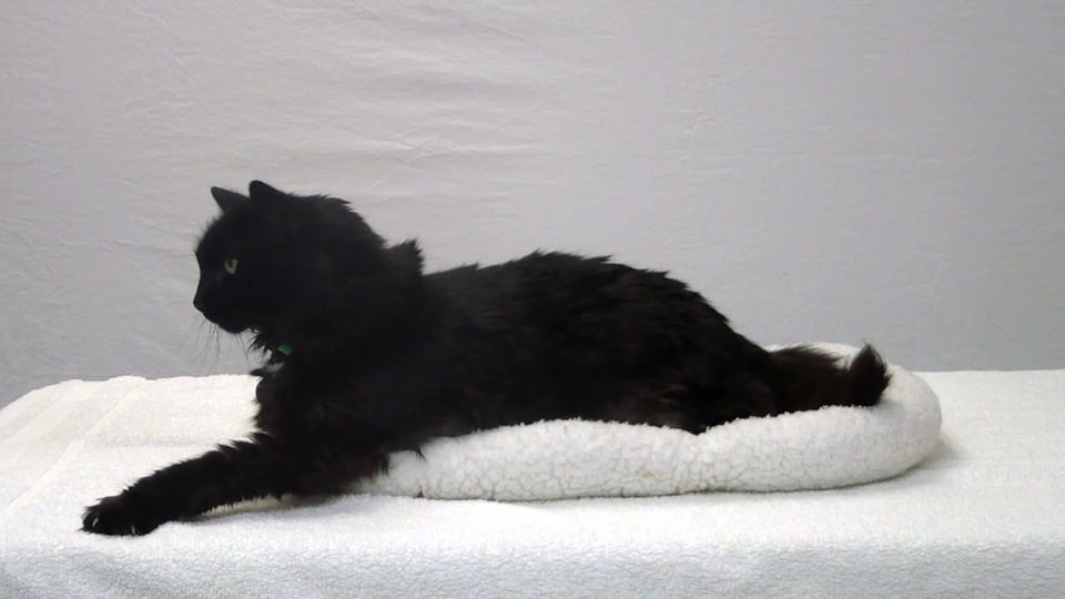 Lovins Adoption Promo